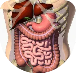 Abdomen