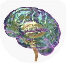 CNS
