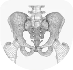 Pelvis