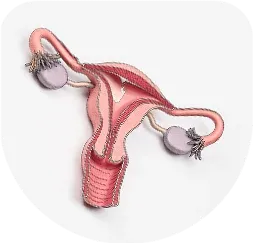 Gynecological